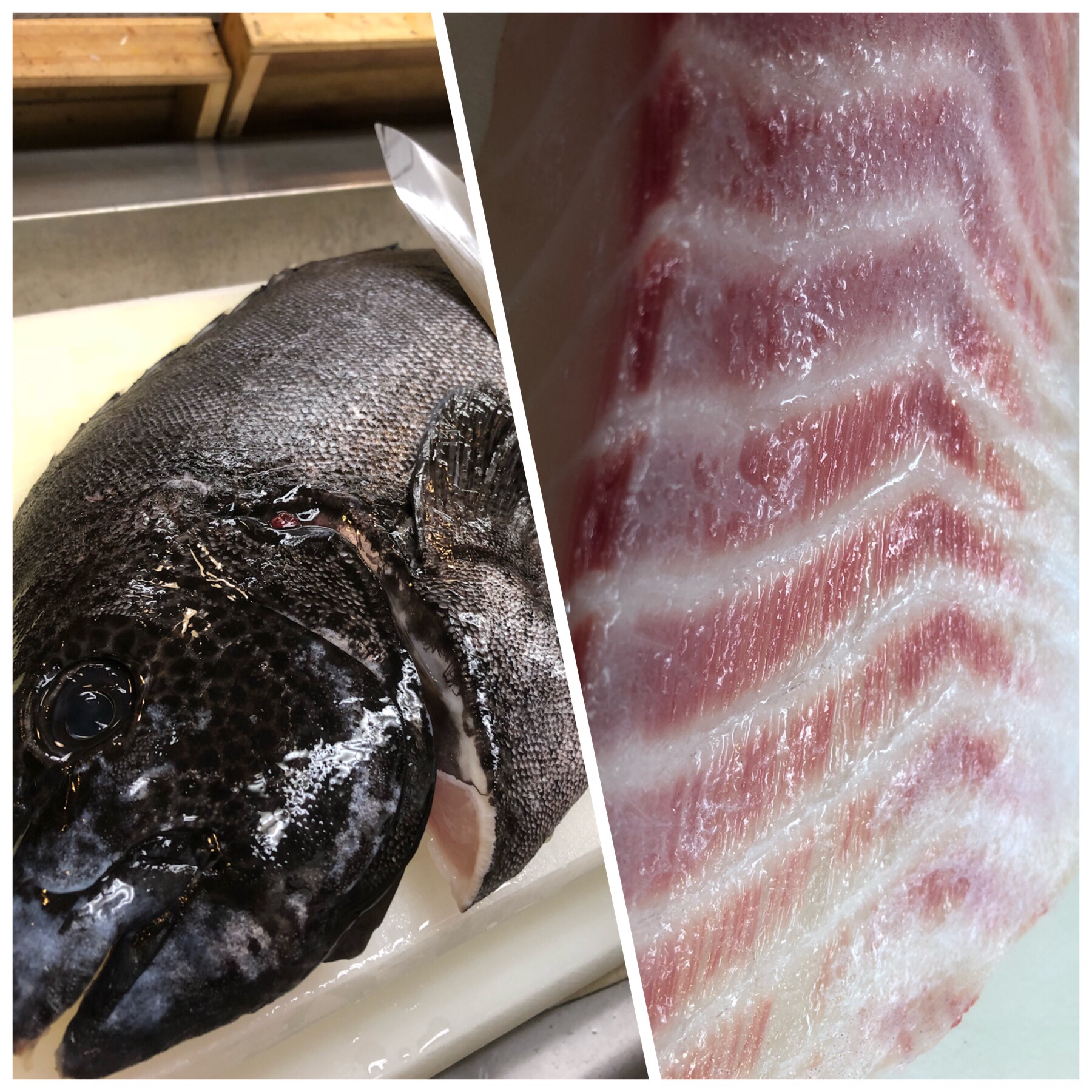 串本天然石鯛3.2キロ